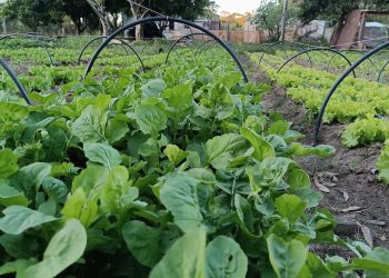 Cambia la calidad en productos a campo abierto con los que se hacen con protección. Foto de Movimiento Hortícola de Tacuarembó